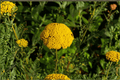 Coronation Gold Fernleaf Yarrow (Achillea ‘Coronation Gold’) - 4-Inch Live Plant