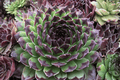 Chick Charms Appletini Hens and Chicks Sempervivum ‘Appletini’ – 4-Inch Live Plant