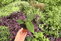 Anthurium Stickly x Guna Yala - 2 Live 4-Inch Potted Plants