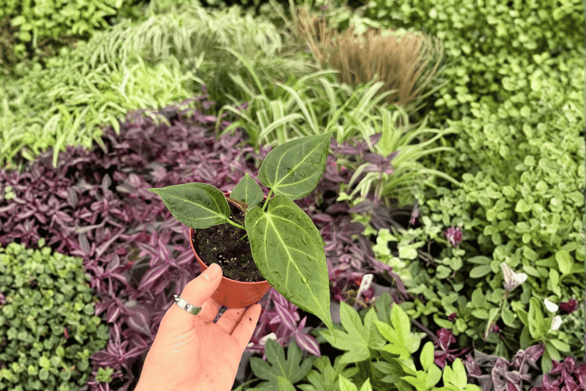 Anthurium Stickly x Guna Yala - 2 Live 4-Inch Potted Plants