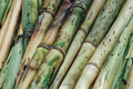 Sugarcane Live Cuttings – 3 Pieces (Saccharum officinarum) Ready to Grow