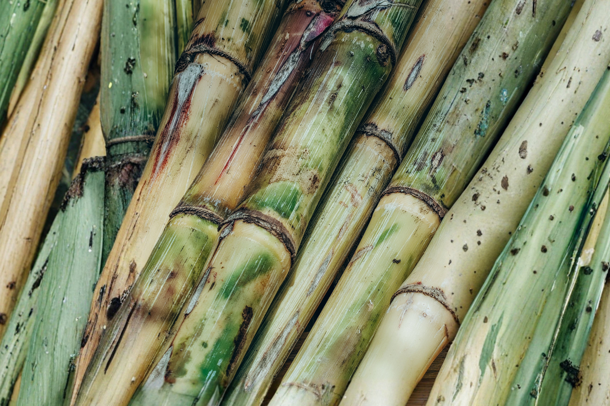 Sugarcane Live Cuttings – 3 Pieces (Saccharum officinarum) Ready to Grow