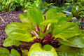 Hosta Lemon Snap Bare Root Starter Plant | Lemon Yellow Foliage, Shade Perennial