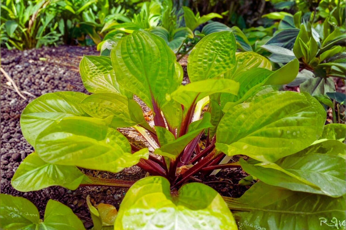 Hosta Lemon Snap Bare Root Starter Plant | Lemon Yellow Foliage, Shade Perennial