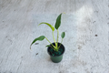 Monstera Burle Marx Flame - Rooted Starter Plant | Rare Tropical Indoor Houseplant
