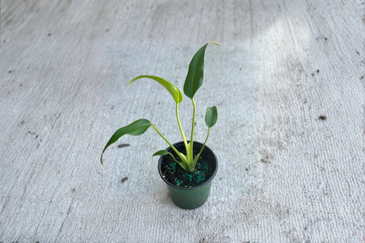 Monstera Burle Marx Flame - Rooted Starter Plant | Rare Tropical Indoor Houseplant