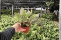 Ginny Peperomia (Peperomia clusiifolia ‘Ginny’) – 2 Live Plants in 4-Inch Pots