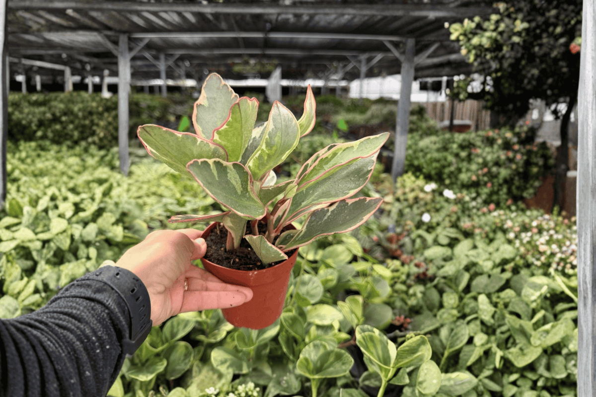 Ginny Peperomia (Peperomia clusiifolia ‘Ginny’) – 2 Live Plants in 4-Inch Pots