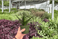 Aloe Black Gem 2 Live Plants in 4-Inch Pots – Aloe vera Hybrid