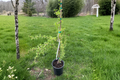 European Larch Bonsai Tree Horstmann’s Recurved – 18 in, 1 Gallon Pot