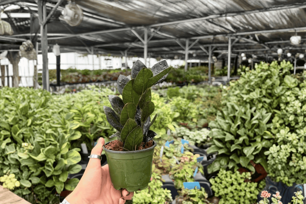 ZZ Black Queen Zamioculcas zamiifolia – 2 Live Plants in 4-Inch Pots (Exact Plants)