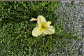 Daylily Sunday Gloves - 3 Bare Root Plants (Hemerocallis) White Blooms