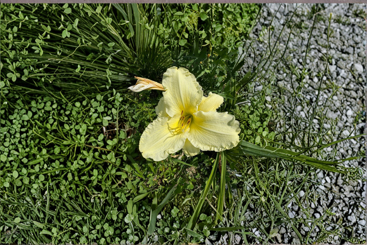 Daylily Sunday Gloves - 3 Bare Root Plants (Hemerocallis) White Blooms