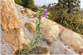 Variegated Compact Pelargonium Geranium Live Cuttings – 3 Unrooted 6-Inch Pelargonium Cuttings