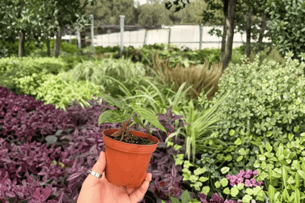 Anthurium AOS x Silver — 2 Exact Live Plants in 4-Inch Pots