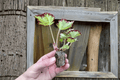 Begonia River Nile Starter Plants (2) - Bare Root, Tropical Foliage