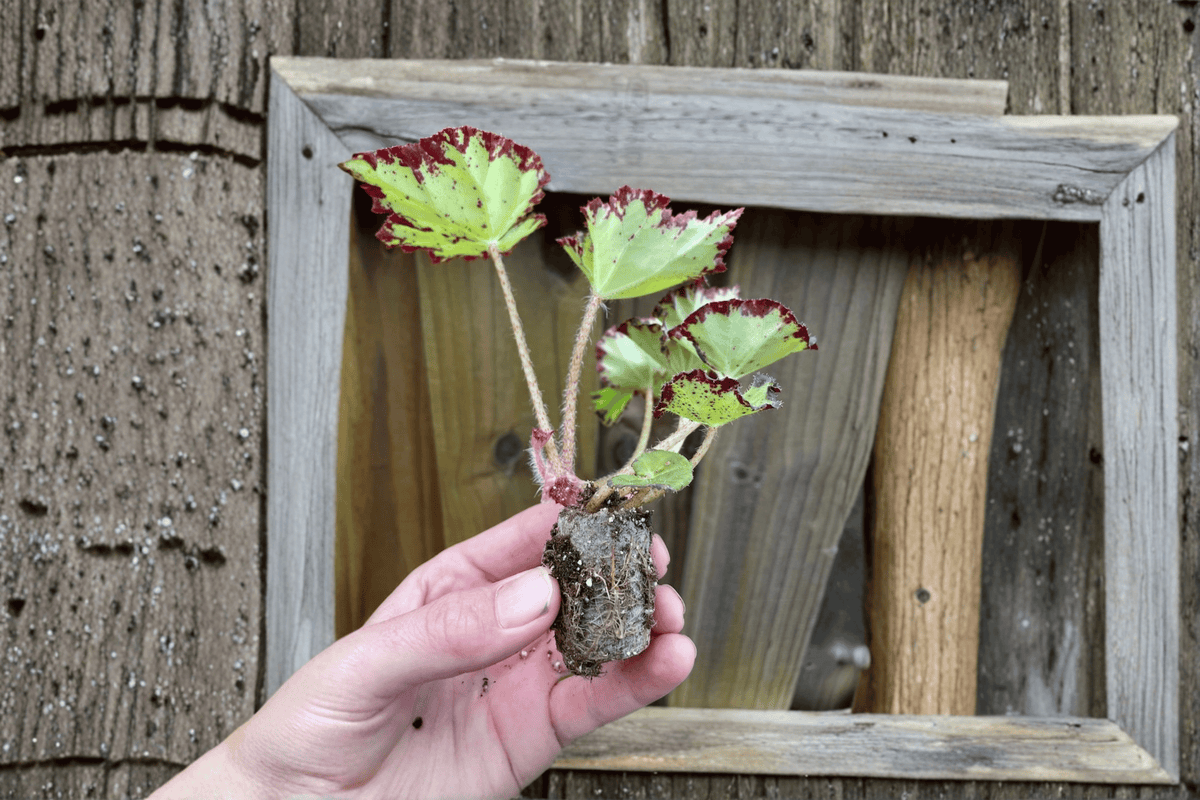 Begonia River Nile Starter Plants (2) - Bare Root, Tropical Foliage