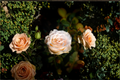 Moonlight in Paris Rose Starter Plant | Hybrid Tea Rose Bush