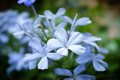Plumbago Imperial Blue Seedlings (10) – Plumbago auriculata