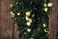 White Icicle Columnar Apple Tree - 1 Gallon Pot Live Plant
