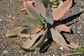 Coral Aloe Aloe striata Live Rooted Plant – 4-Inch Pot