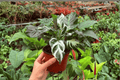 Calathea Stella (Goeppertia Stella) - 2 Exact Live Plants in 4" Pot? | Indoor Tropical Foliage