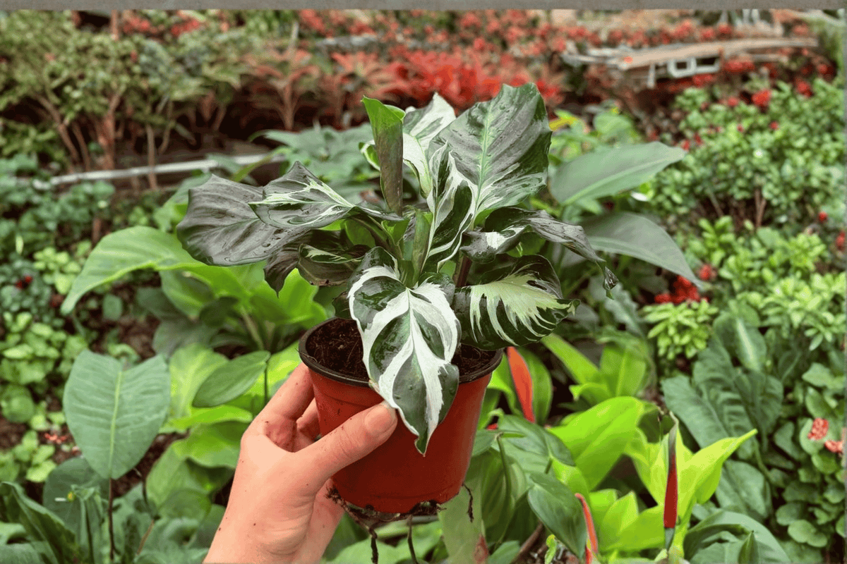 Calathea Stella (Goeppertia Stella) - 2 Exact Live Plants in 4" Pot? | Indoor Tropical Foliage