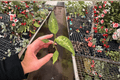 Aglaonema pictum 'Tricolor Star Spot' Starter Plants (2) – Bare Root