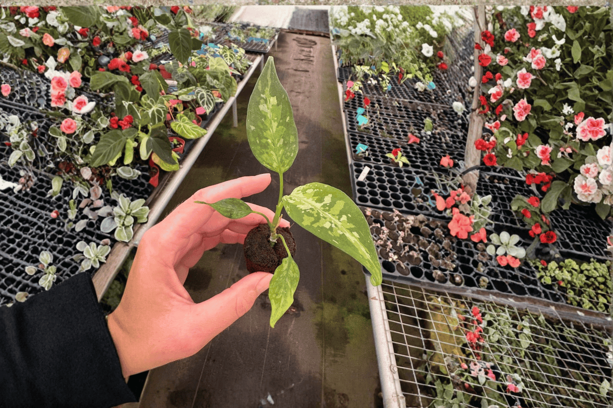 Aglaonema pictum 'Tricolor Star Spot' Starter Plants (2) – Bare Root