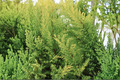 Murray Leyland Cypress Live Plants (2) - 3-Inch Pots | Cuprocyparis leylandii 'Murray' Evergreen