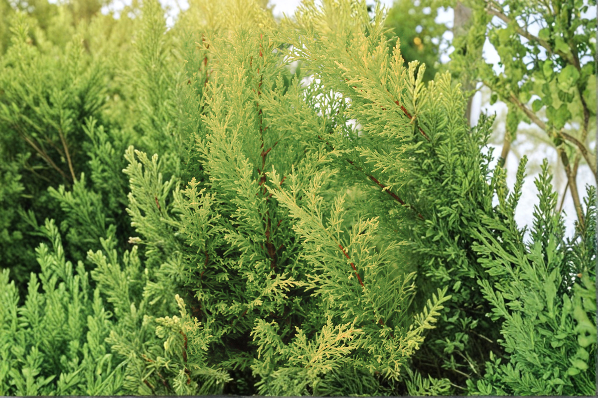 Murray Leyland Cypress Live Plants (2) - 3-Inch Pots | Cuprocyparis leylandii 'Murray' Evergreen