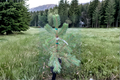 Buchanan’s Gold Scots Pine Pinus sylvestris 'Buchanan’s Gold' – 1 Gallon Live Plant