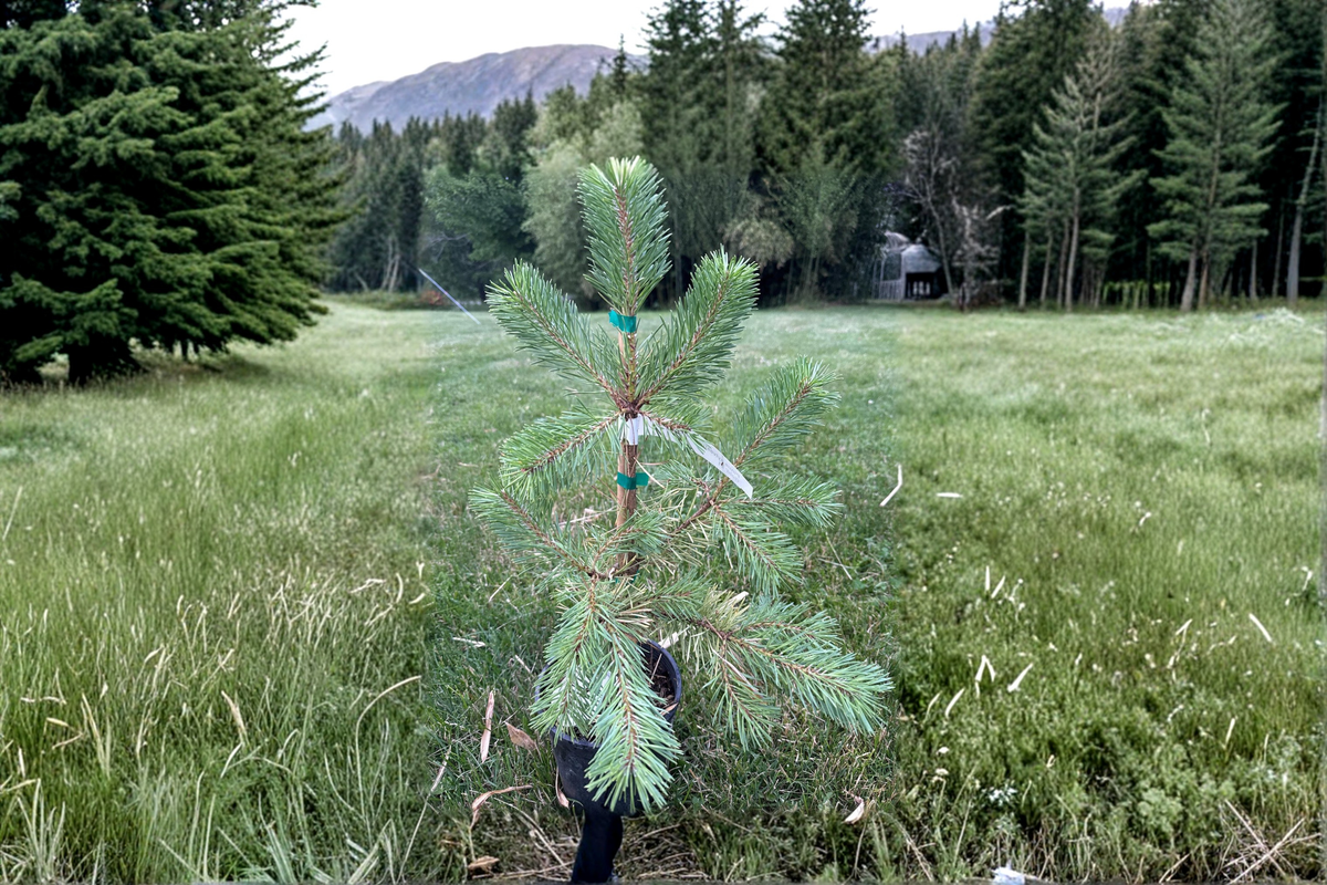 Buchanan’s Gold Scots Pine Pinus sylvestris 'Buchanan’s Gold' – 1 Gallon Live Plant