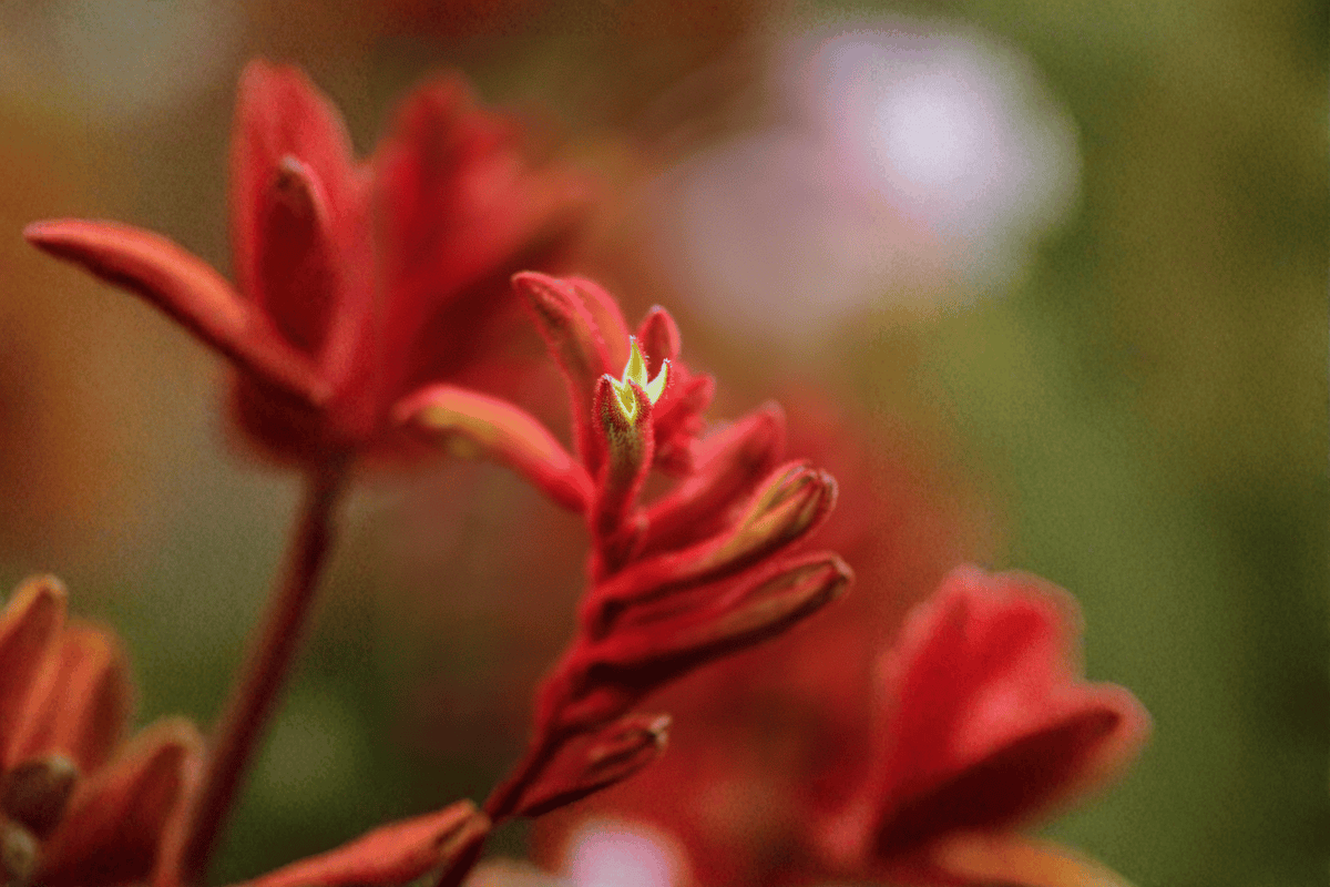 Bush Ranger Kangaroo Paw Anigozanthos 'Bush Ranger' - 1 Gallon Live Plant