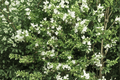 White Creeping Thyme 1 Live Plant in 4-Inch Pot | Thymus praecox Albiflorus