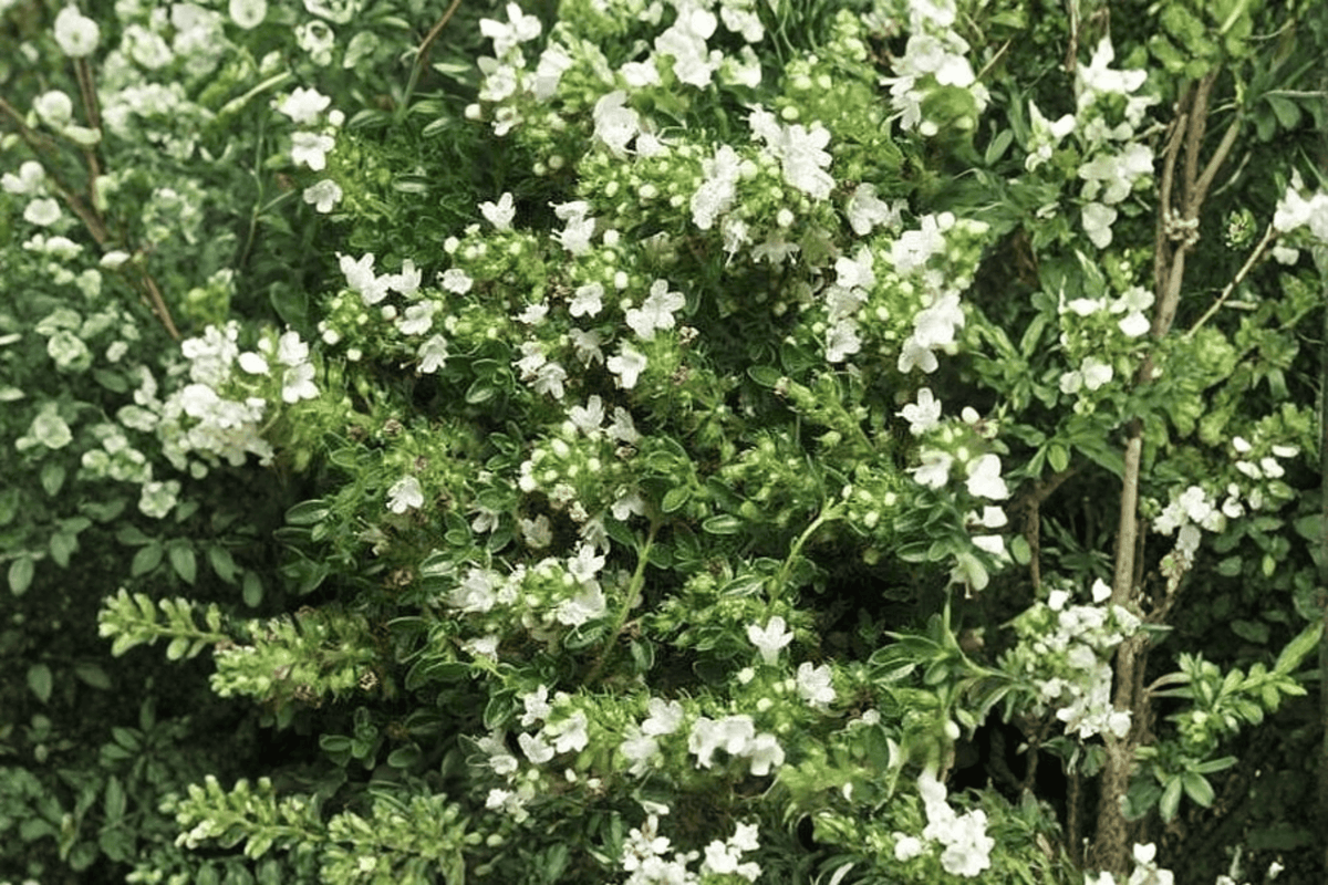 White Creeping Thyme 1 Live Plant in 4-Inch Pot | Thymus praecox Albiflorus