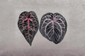 Anthurium Dream Weaver × Michelle Tissue Culture Plants Bare Root | 2 Live Starter Plants