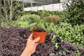 Peperomia Maculosa Live Plants (2) in 4-Inch Pots – Exact Plants Pictured