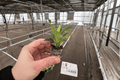 Euphorbia milii ‘Maxi Helena’ Crown of Thorns Starter Plants (2) Bare-Root