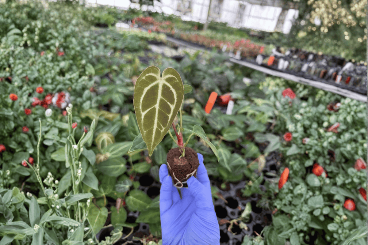 Anthurium Regale × Crystallinum Starter Plants (2) – Bare Root Hybrid