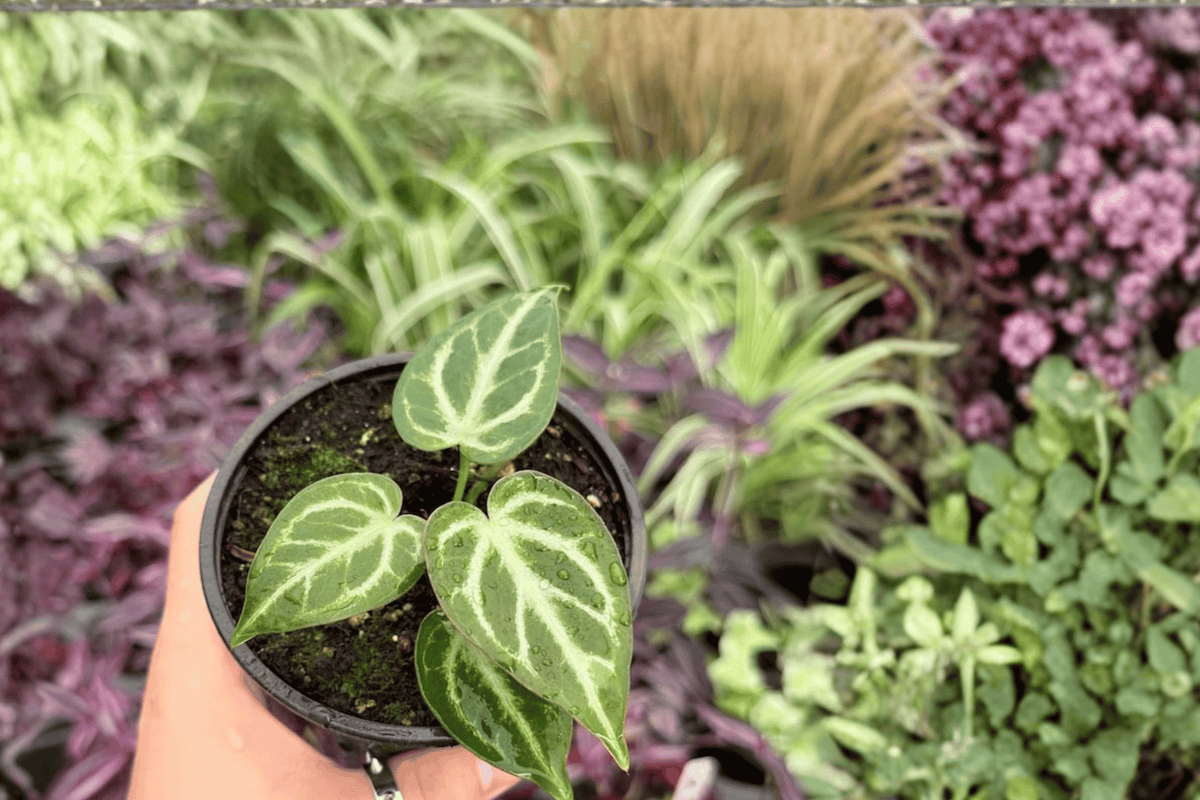 Anthurium Silver Hope x Hoffmanii – 2 Live Plants in 4-Inch Pots