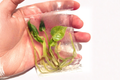 Anthurium Hookeri Variegated - Tissue Culture Live Plant in 3" Pot