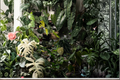 Mystery Houseplant Cuttings Box - 10 Unrooted Live Cuttings