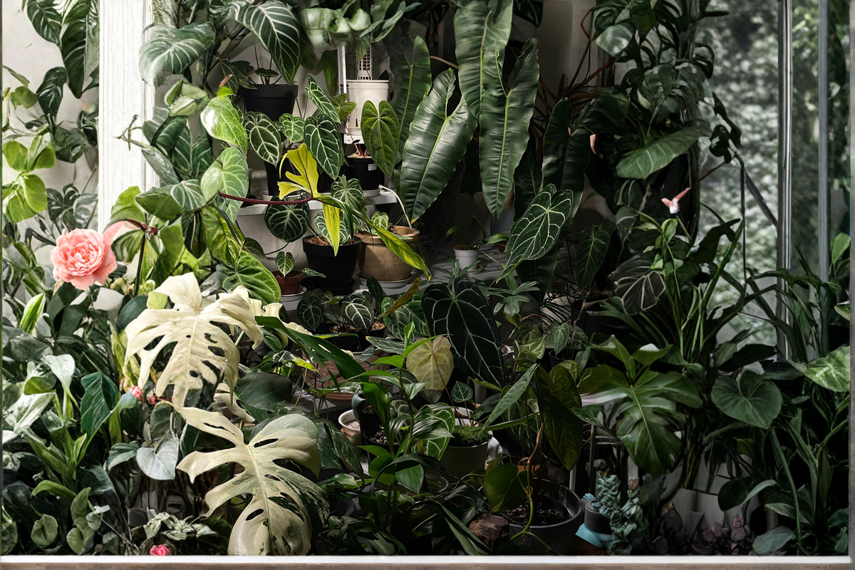 Mystery Houseplant Cuttings Box - 10 Unrooted Live Cuttings