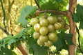 Bronze Higgins Muscadine Grape Vine - 3 Gal Live Plant