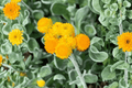 Desert Flame Yellow Buttons - Desert Flame Chrysocephalum apiculatum 4-Inch Live Plant