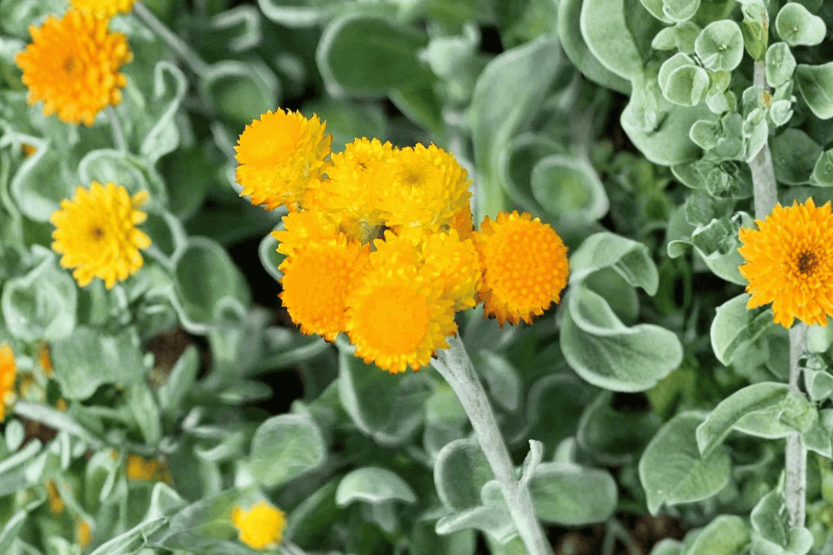 Desert Flame Yellow Buttons - Desert Flame Chrysocephalum apiculatum 4-Inch Live Plant