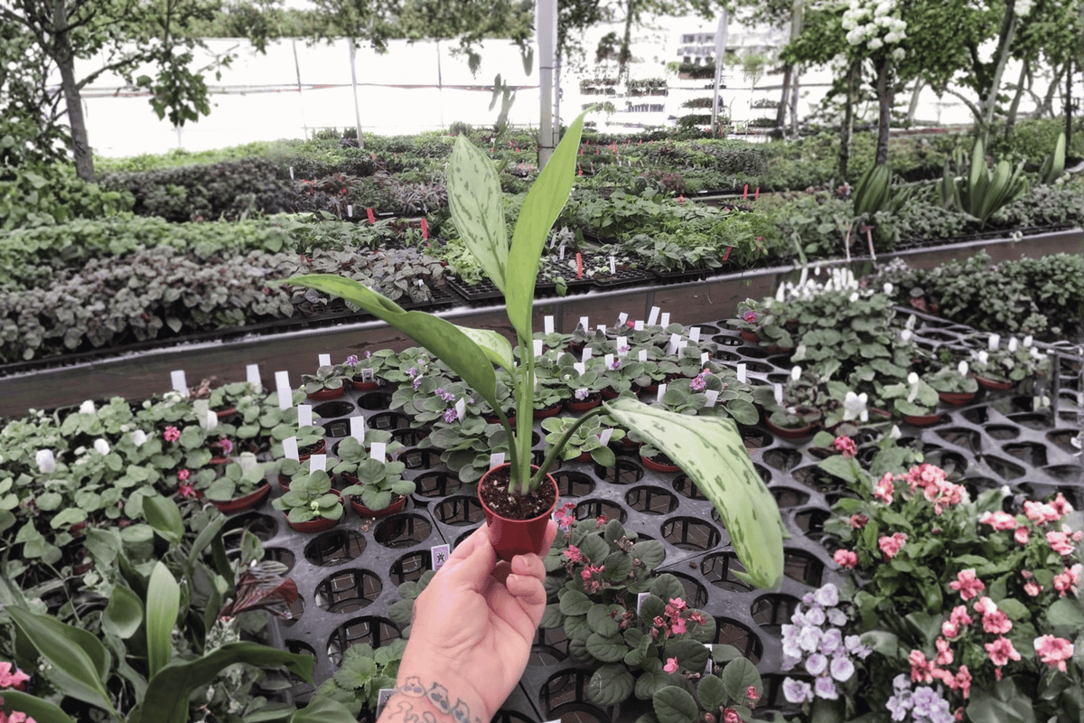 Aglaonema 'Silver Queen' Starter Plants (2) – Bare Root with Soil Pods