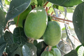 Waingaro Pineapple Guava (Acca sellowiana) Grafted Live Plant - 1 Gallon Pot