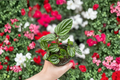 Peperomia Ecuador Live Plant - 4 Inch Rooted Starter Plant